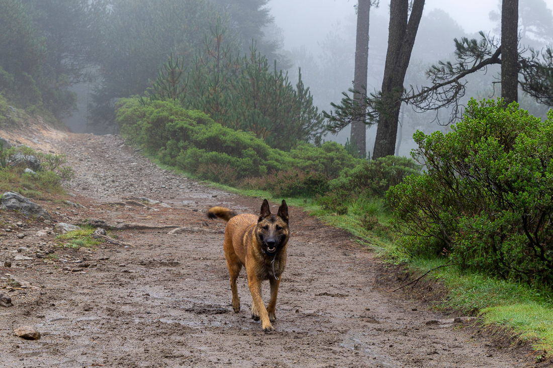Belgian Malinois shepherd purebred dog in foggy forest