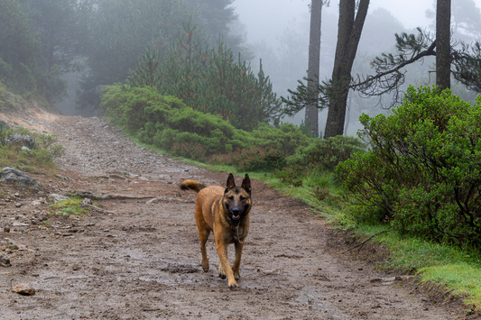 Belgian Malinois shepherd purebred dog in foggy forest