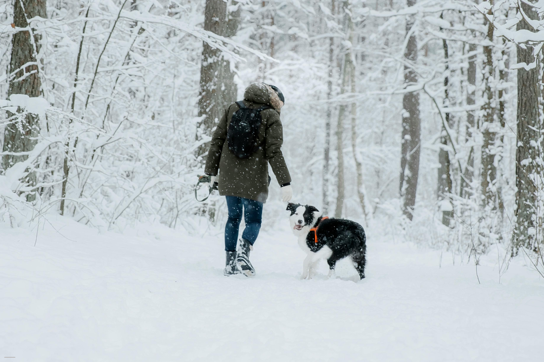Snow Safety for Dogs: Ice, Salt, Frostbite & Other Winter Trail Hazards