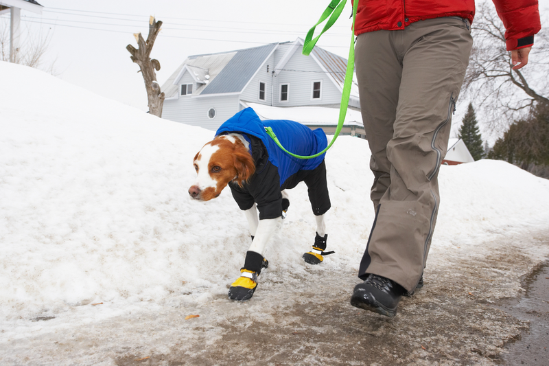 Dog Boot Bootcamp: How to Train Your Pup to Actually Keep Them On