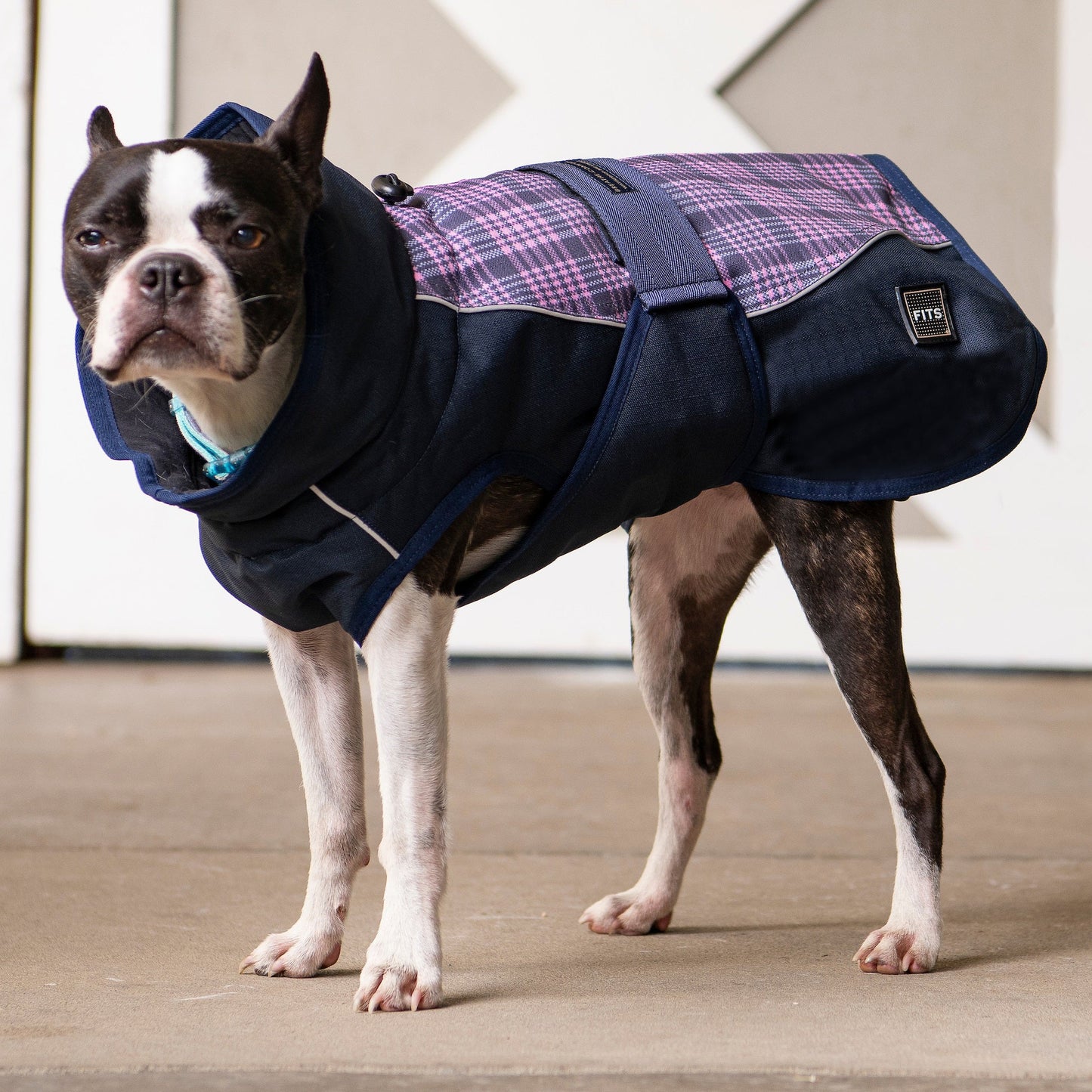 Dog wearing a black and purple checkered coat on a wooden floor.