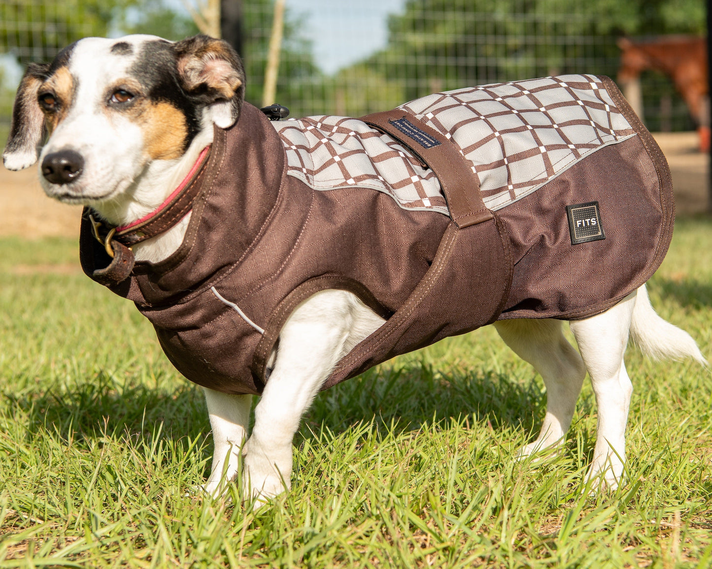 Dog wearing a brown coat with a patterned back, standing on grass.