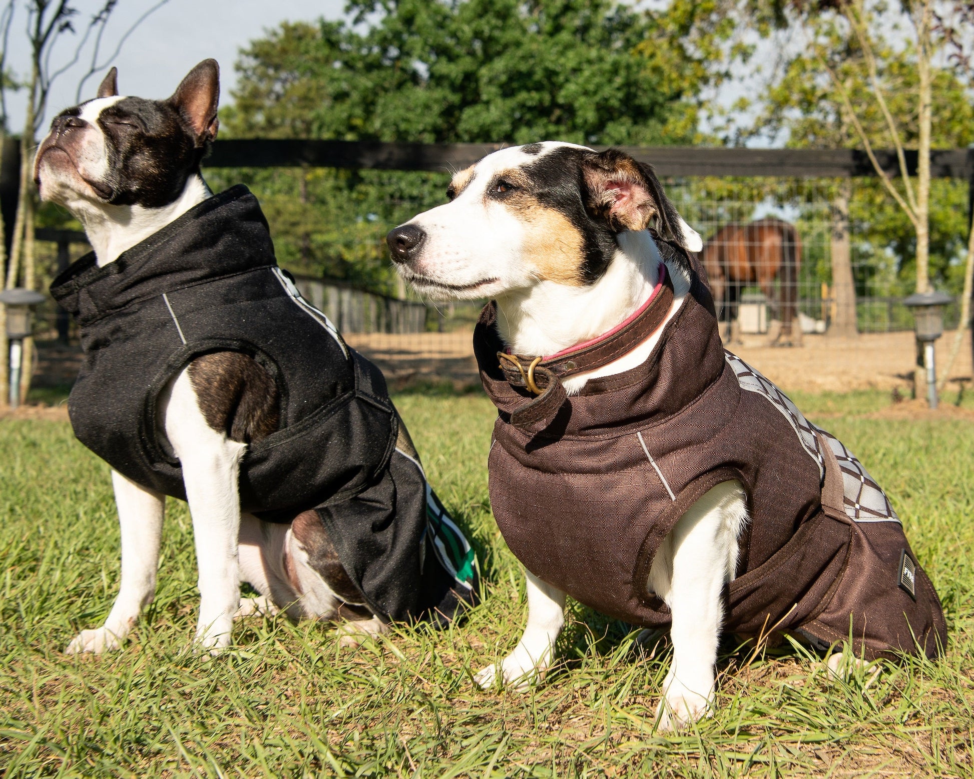 Two dogs wearing coats standing on grass with a fence and trees in the background