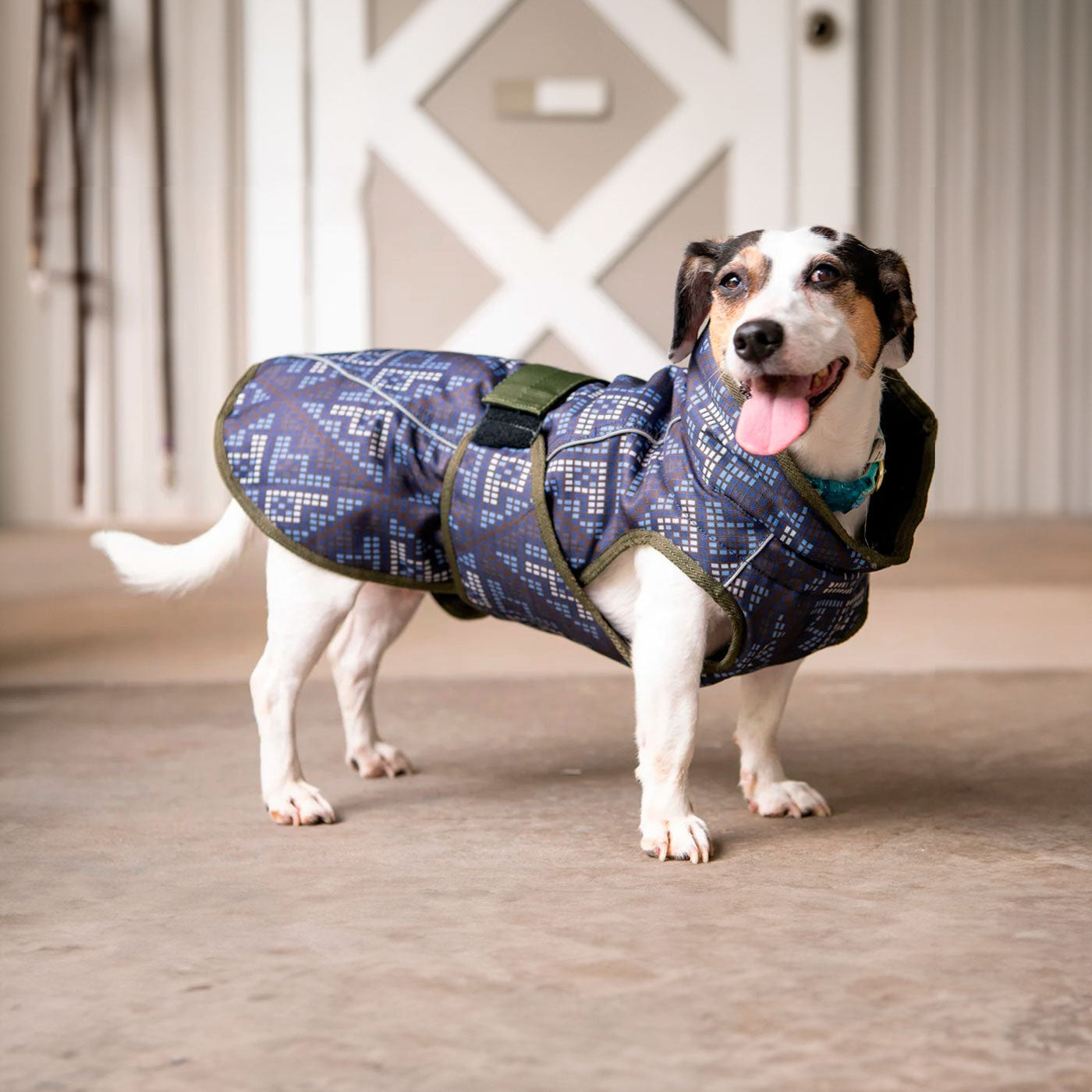 Dog wearing a blue patterned coat standing on a wooden floor.