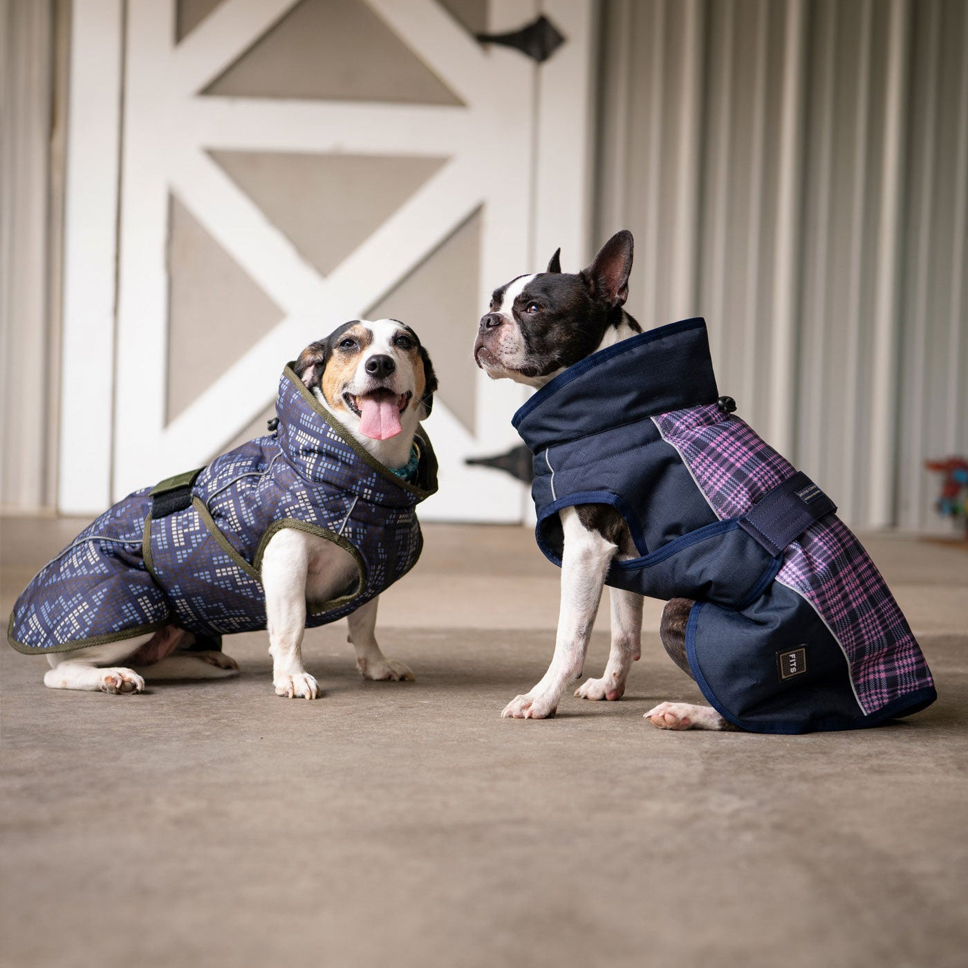 Two dogs wearing plaid coats standing in a room with a wooden door in the background.