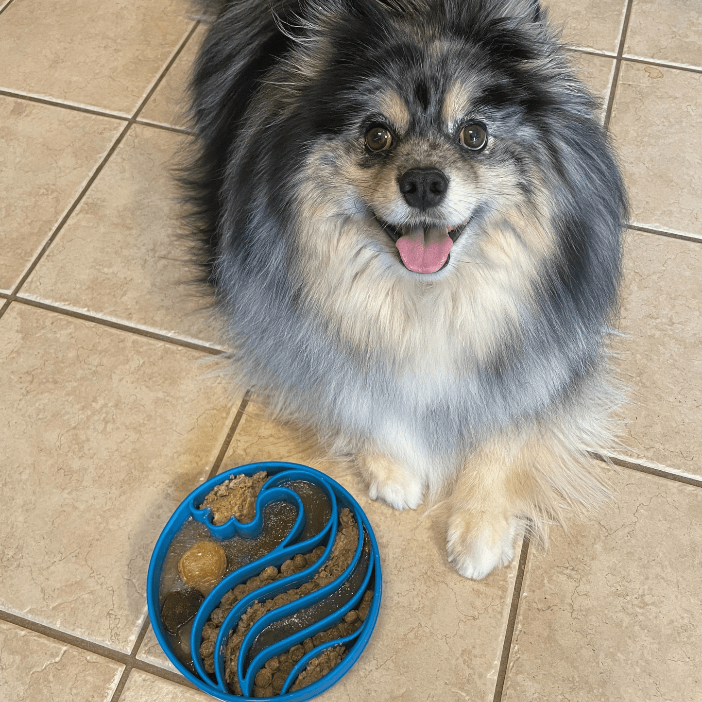 Slow Feeder Dog Bowls