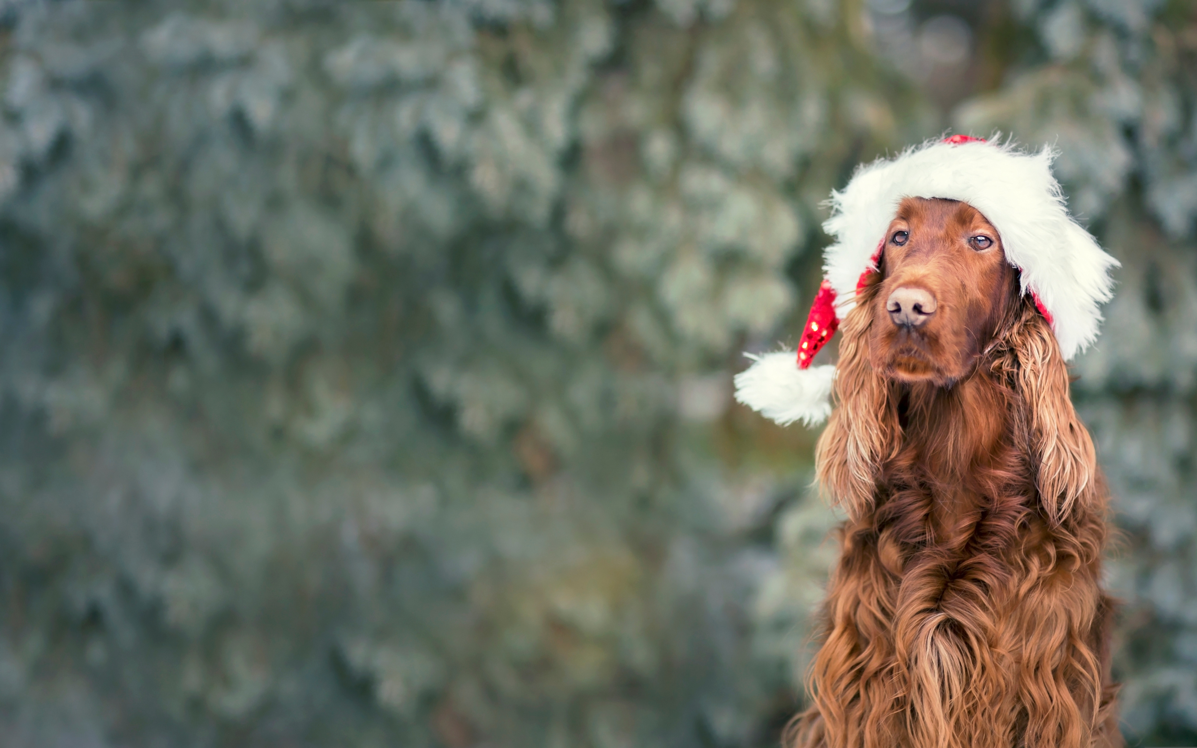 Dog wearing a Santa hat with a blurred green background