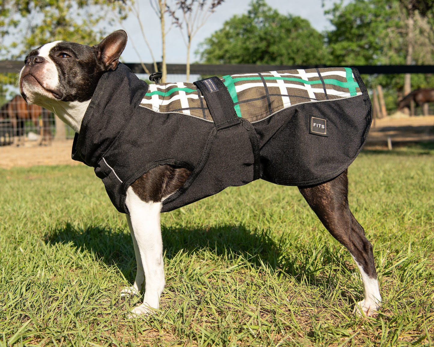 Dog wearing a black coat on grass